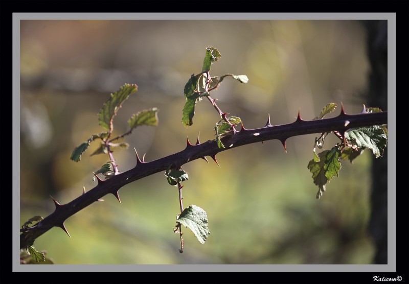 Armanento natural