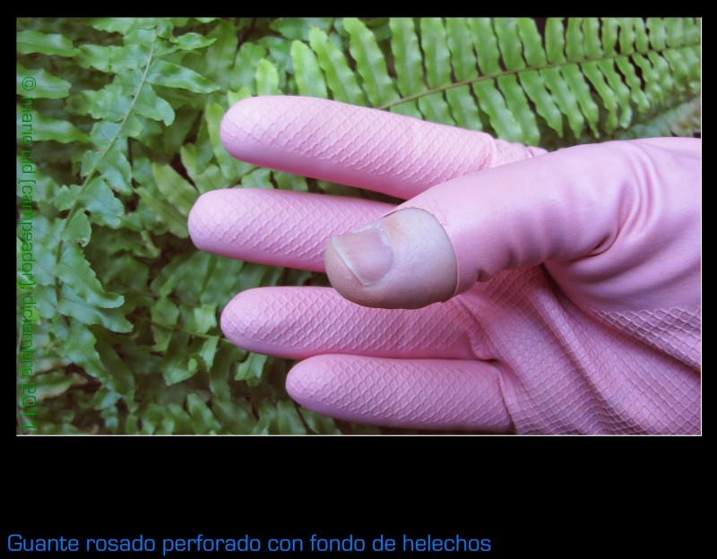 Guante rosado perforado con fondo de helechos (foto dedicada a Jose A. Sueiro -Jornalero)