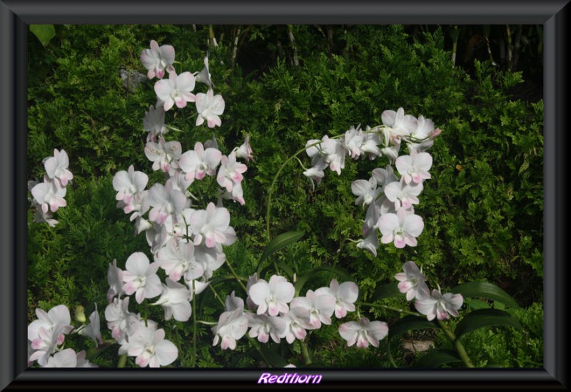 Flores en blanco y rosa