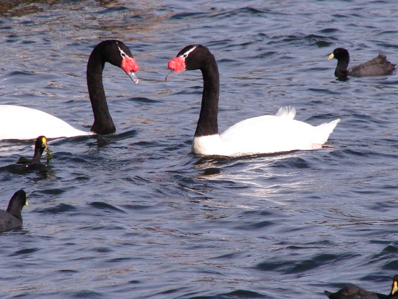 Cisnes en Laguna San Pedro