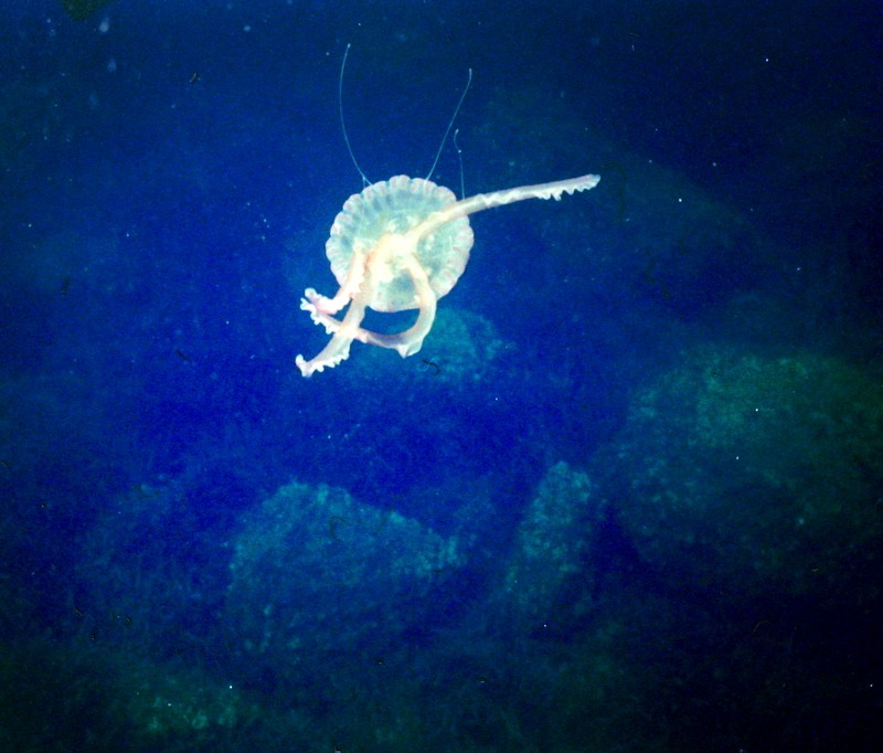 Medusilla