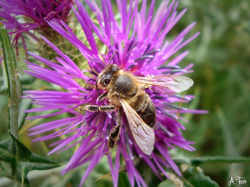 Abeja y polen