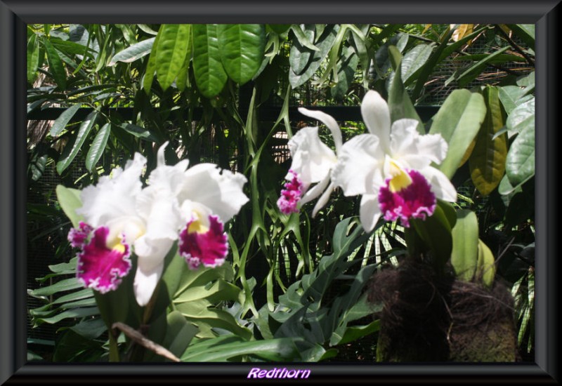 Admirando los colores de las orquideas