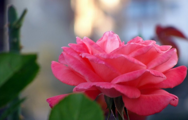 Perfil de una rosa