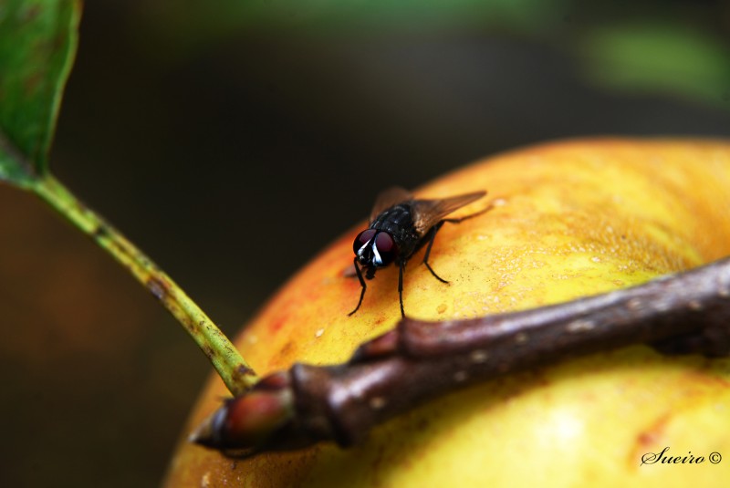 ....en una manzana