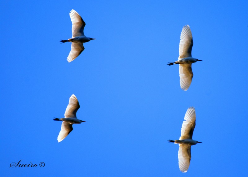 garzas blancas