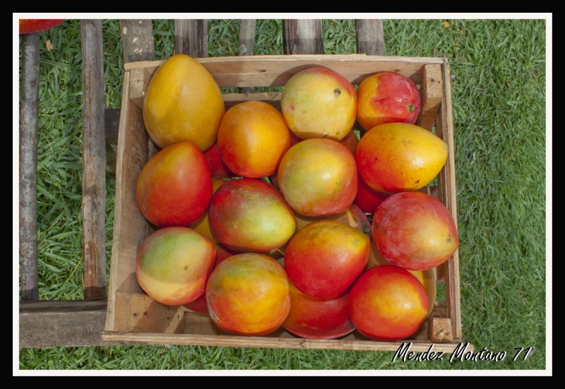 Caja de Mangos