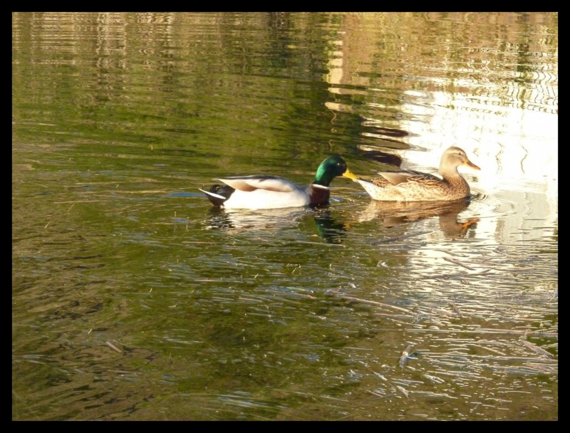 Patos Silvestres