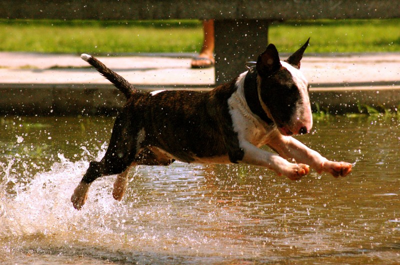 Bull-Terrier