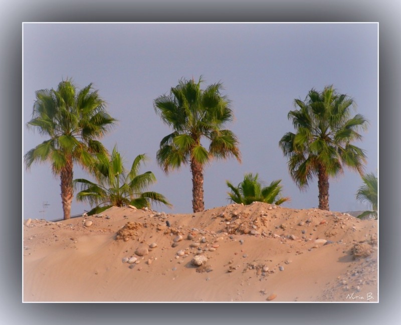 Ocultas tras las dunas