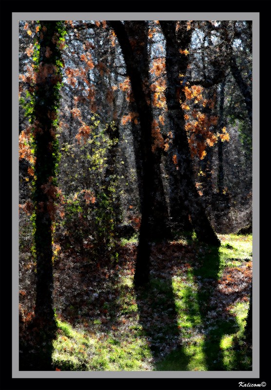 Andando por el bosque de puntillas