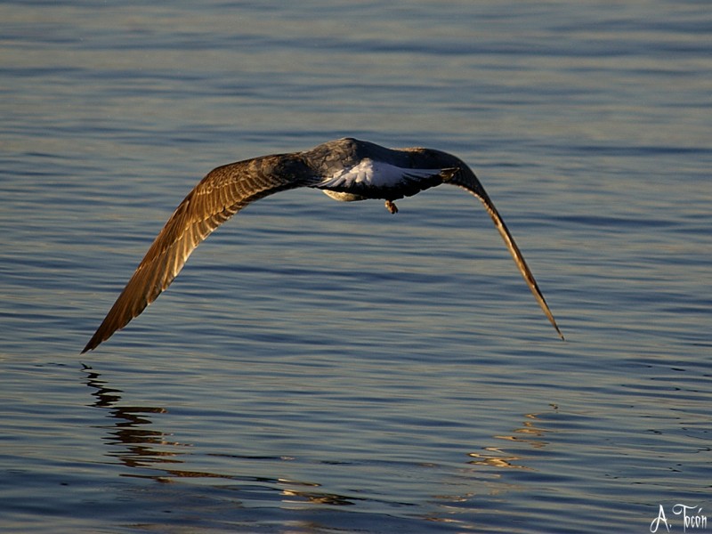 Vuelo bajo1