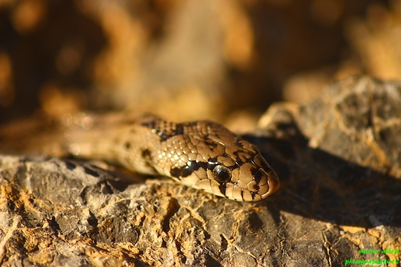 pequeo serpiente