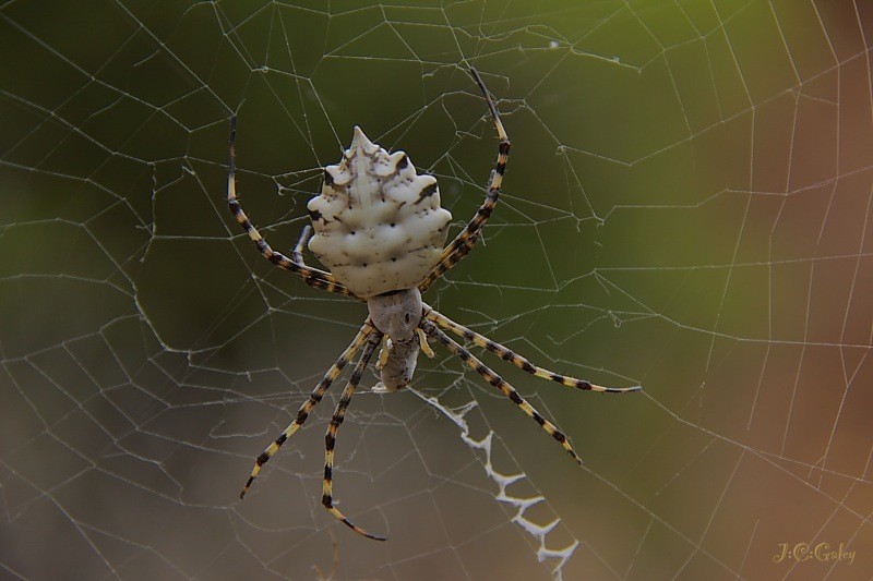 Argiope Lobata