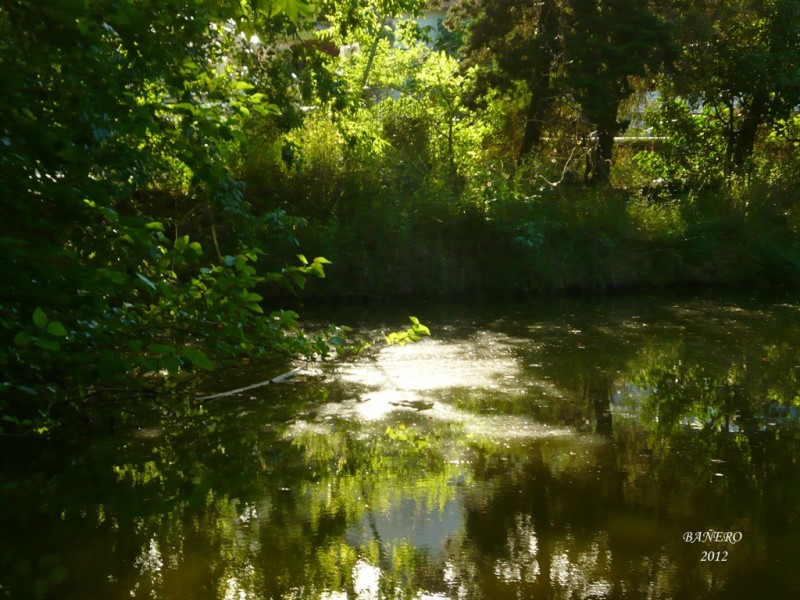 El reflejo frondoso