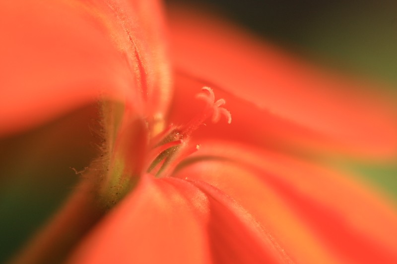 ...el interior ...de una flor