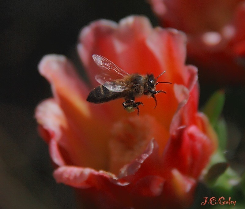 abeja trabajando