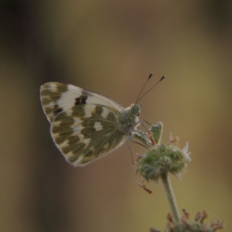 Sara,Pontia daplidice