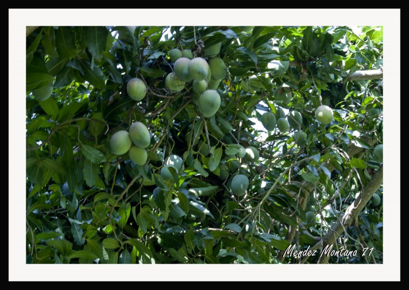 Cosecha de Mango