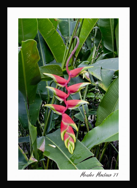 heliconia 1