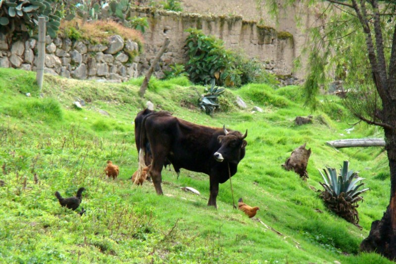 Animales de granja