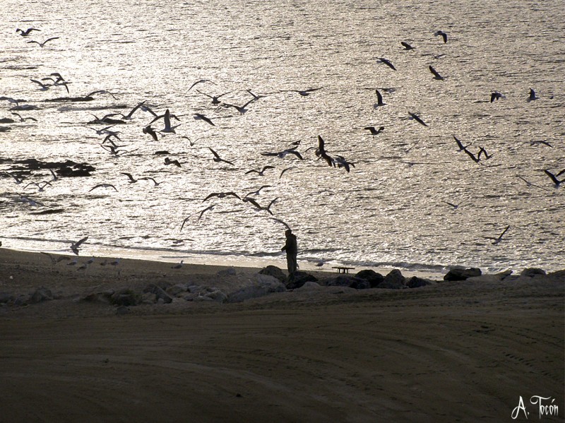 Alimentar a la gaviotas