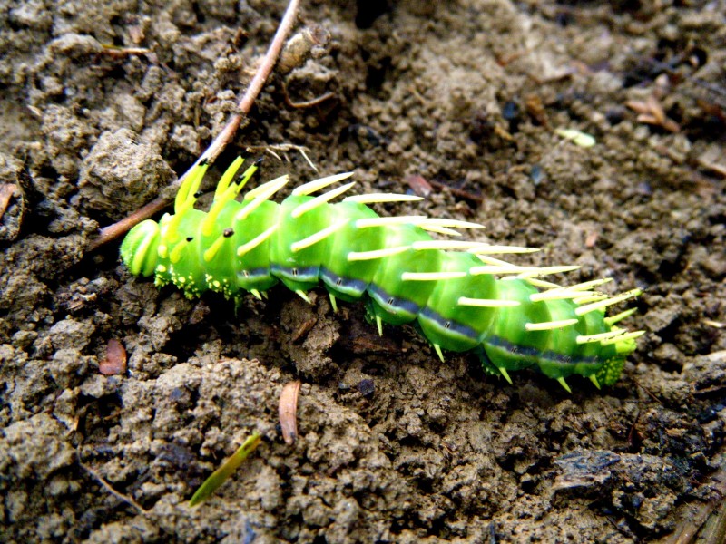 Temible en verde