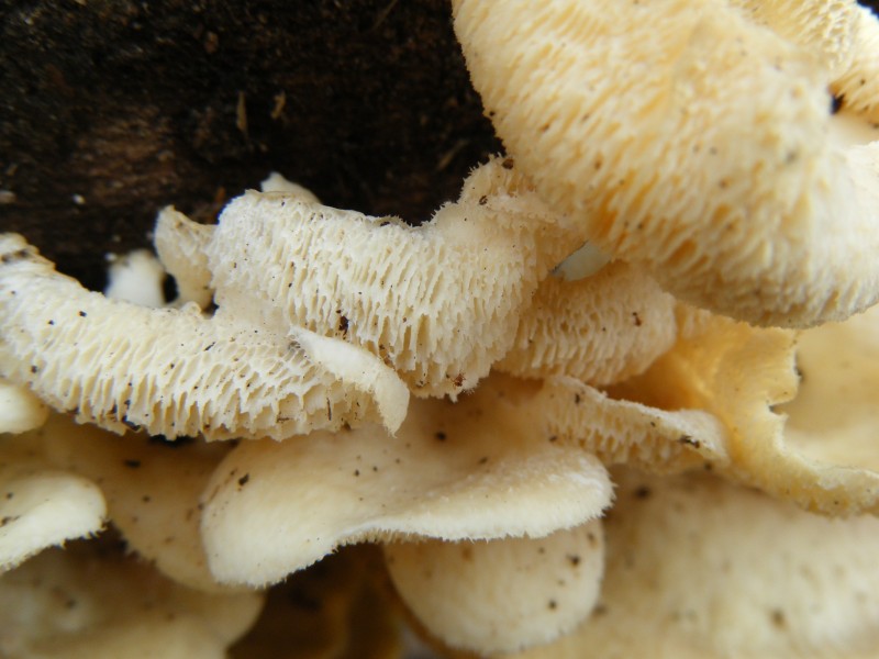 Texturas