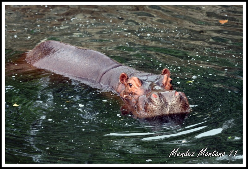 El Bao de un Hipopotamo