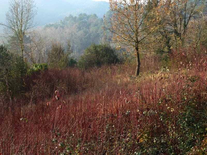 Paisaje hivernal