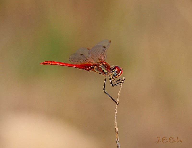 Rojo intenso