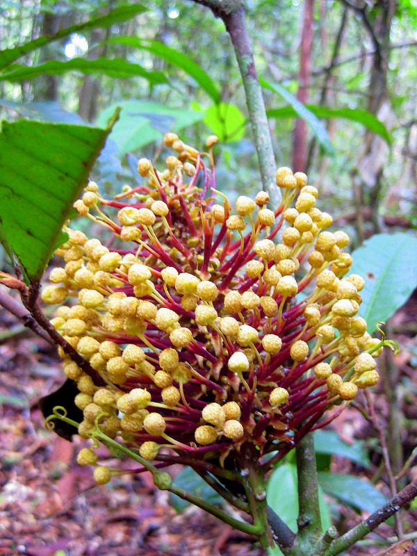 Inflorescencia amarilla