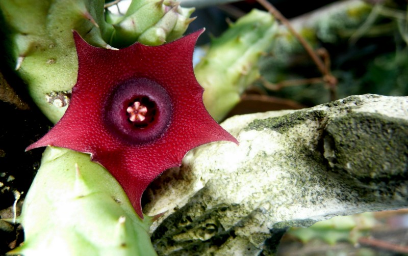  Flor de cactus