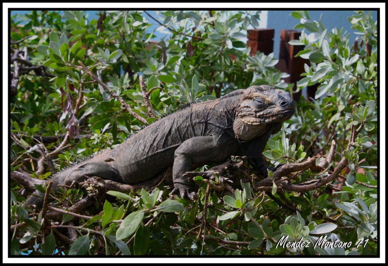 Iguana