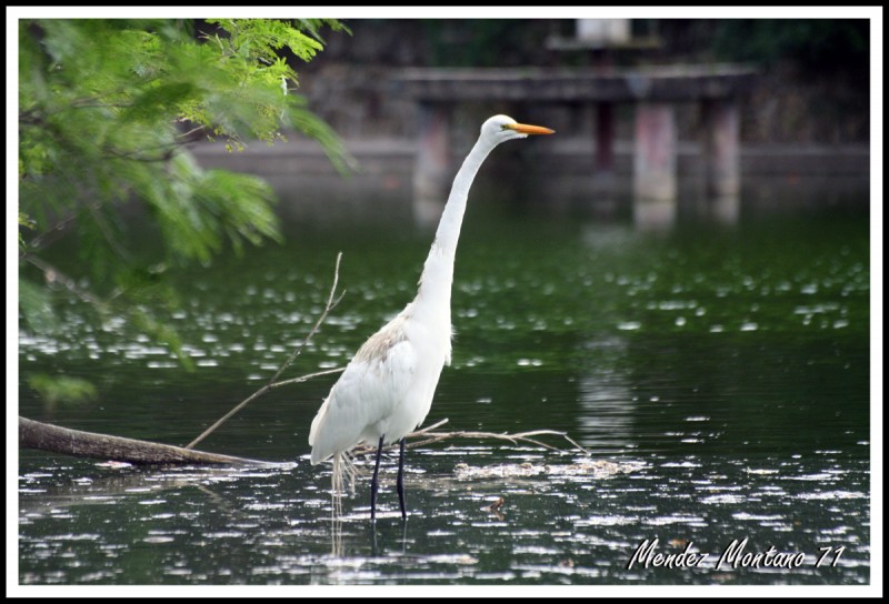 Curioseando en el Lago