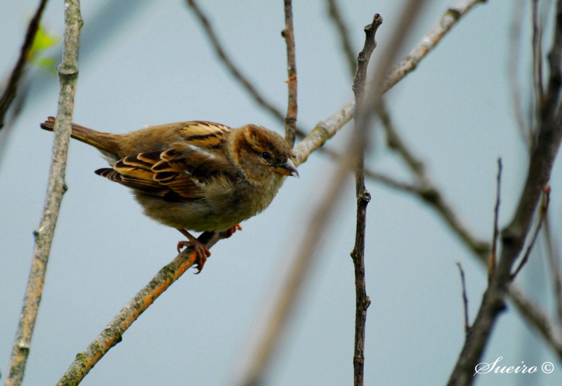 cantar en invierno