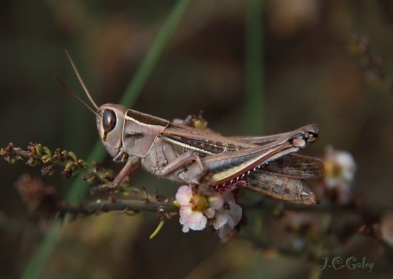 saltamontes