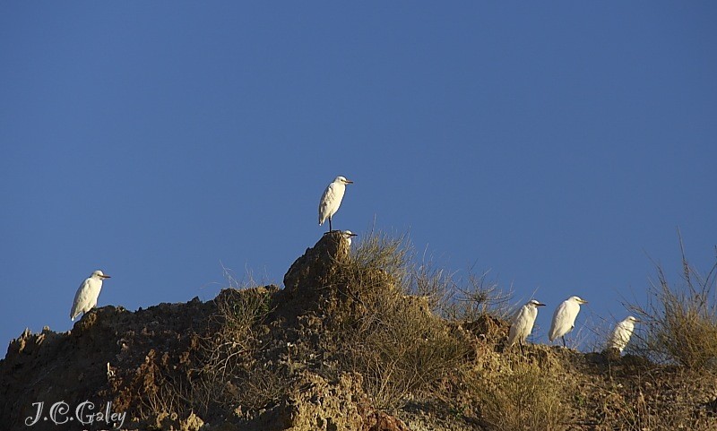 La banda de la garza