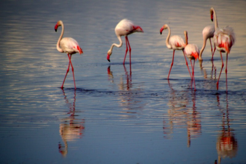 flamencos