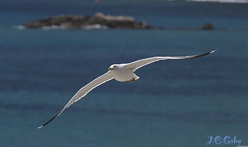 el planeo de la gaviota