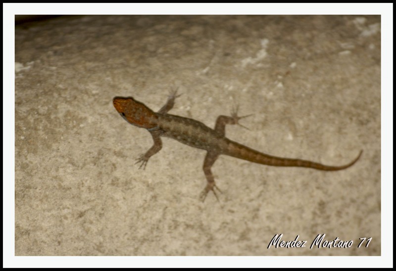 Geckos