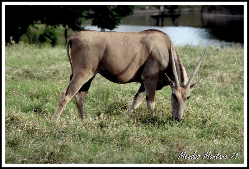 eland del cabo