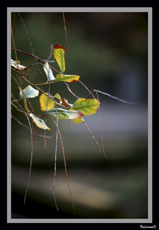 Ikebana natural