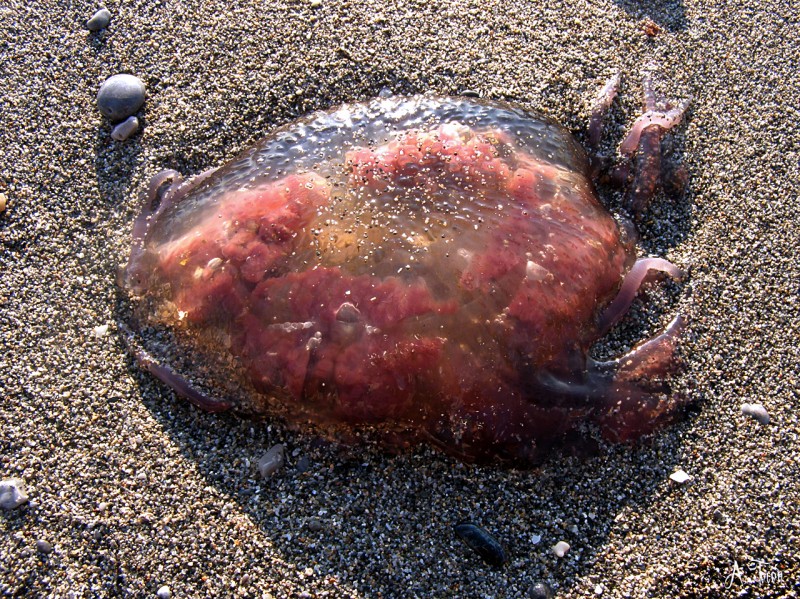 Trasparencia de la medusa