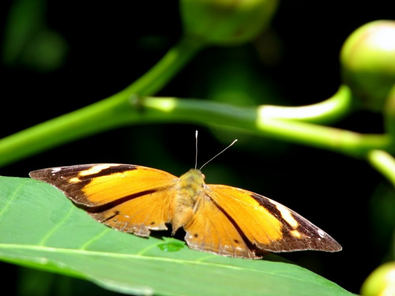 mariposa