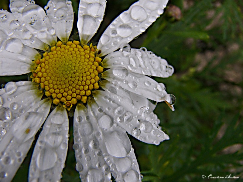 Rociada de lluvia