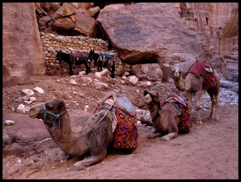 Camellos en Petra