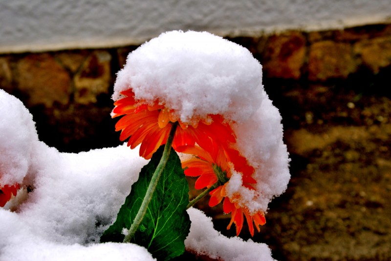 Flor con nieve