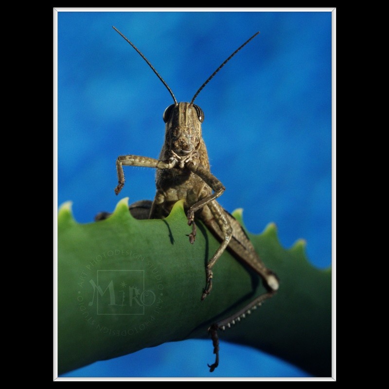 Grasshopper