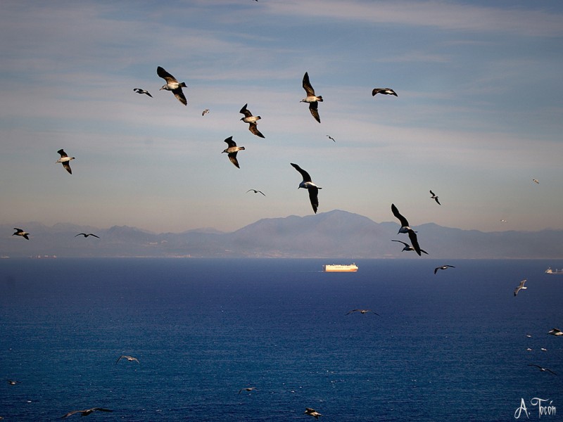 Gaviotas al vuelo